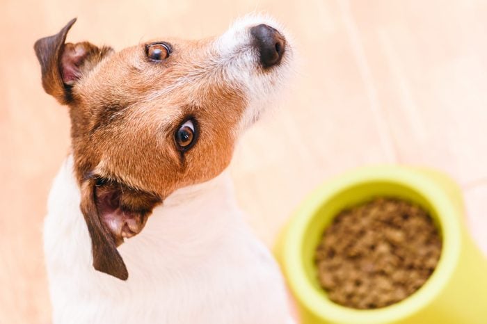 best dry food for dogs
